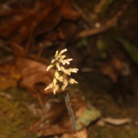 <i>Cheirostylis parvifolia</i>  Lindl.